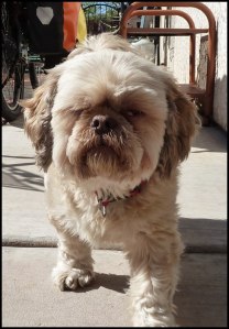 Un des chiens de Lucy