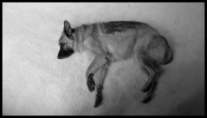 mi-berger allemand, mi-poney. Malik est énorme et adorable. On a encore des poils de lui sur nos vêtements 10 jours après