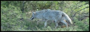 Loup ou coyote ? Peut-être un louyote. Ou un coloup