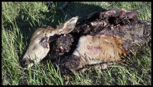 Bambi a oublié de regarder avant de traverser la route