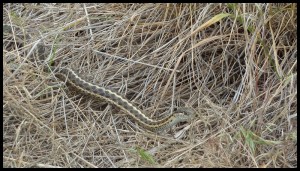 Pendant la pause gouté, à 1m50 dans notre dos. Ophélie a pas voulu lui faire un bisou
