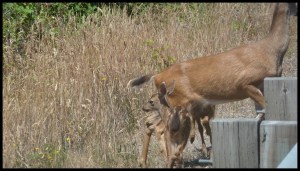 J'ai failli choper un faon, il a eu chaud