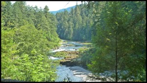 on dirait la forêt de Rambo