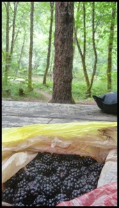 les bonbons de la nature