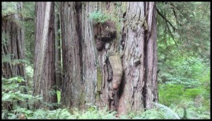 vous voyez la même chose que nous ?