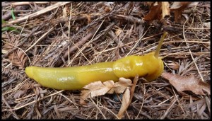 Une Banana Slug : on vérifiera pas si elle à le gout de banane