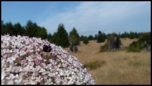 oui, on peut être une masse et aimer les fleurs