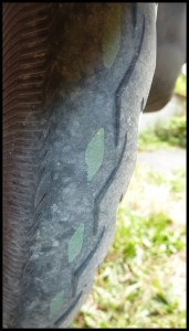 le pneu arrière de leur tandem après seulement 1200 km... Un Schwalbe Marathon pourtant