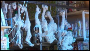 les fœtus de lamas, pour les offrandes à la Pacha Mama