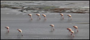 la plus grande concentration de flamands James au monde