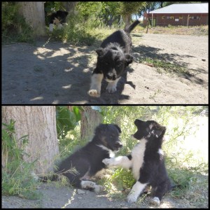 je me suis bien amusé avec ces 2 coquins