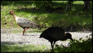 ces foutus piafs (Ibis ??) ont la fâcheuse tendance à gueuler comme des fous la nuit