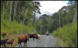on a eu très peur en passant devant ce taureau. Il aurait pu creuver nos beaux schwalbe !!